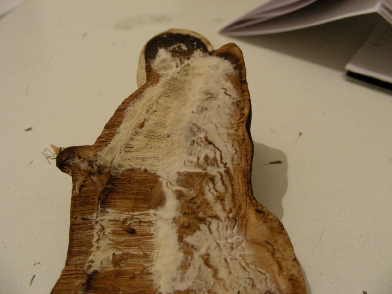 Lignicolo con voglia di vivere  - (Perenniporia fraxinea)